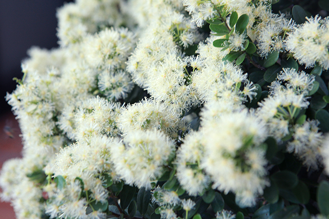 Hoa có mùi thơm nhẹ rất dễ chịu, cây thường ra hoa vào đầu hè và nở kéo dài 2-3 tháng