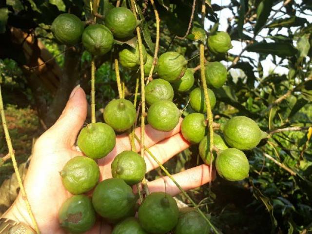 Thị trường - Tiêu dùng - Lai Châu: Loài cây ra quả sai như sung, ăn vài hạt khỏe cả người