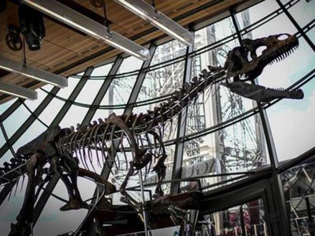 Thị trường - Tiêu dùng - Những bộ xương cứ bán đi là được cả núi tiền