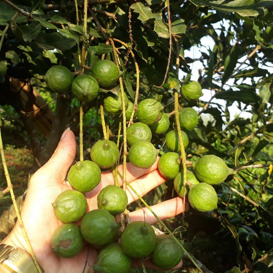 Lai Châu: Loài cây ra quả sai như sung, ăn vài hạt khỏe cả người - 1