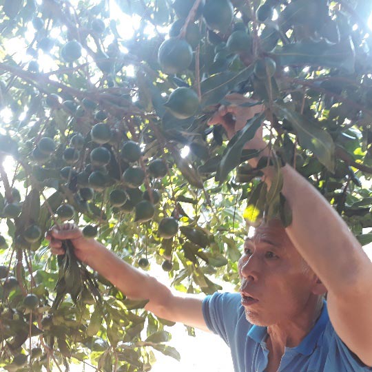 Lai Châu: Loài cây ra quả sai như sung, ăn vài hạt khỏe cả người - 2