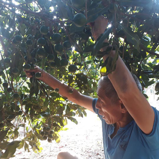 Lai Châu: Loài cây ra quả sai như sung, ăn vài hạt khỏe cả người - 3