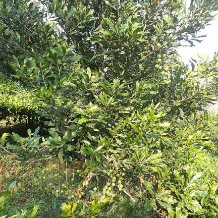 Lai Châu: Loài cây ra quả sai như sung, ăn vài hạt khỏe cả người - 4