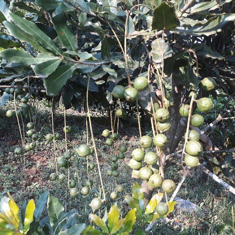 Lai Châu: Loài cây ra quả sai như sung, ăn vài hạt khỏe cả người - 5