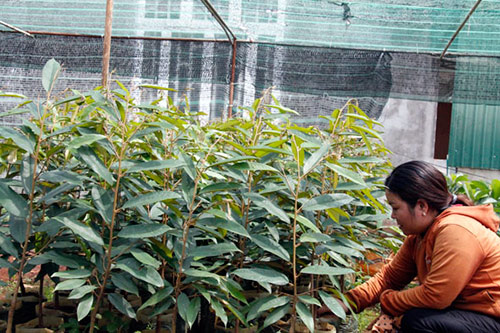 Thận trọng với sầu riêng Musang King, đừng vội tin lời quảng cáo - 1