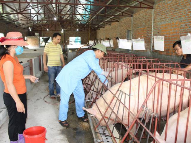 Thị trường - Tiêu dùng - Giá heo hơi hôm nay 26/6: Cao nhất 41.000 đồng/kg, chưa thấy lời