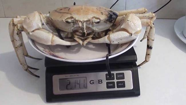 Chiều dài thân cua&nbsp;có thể lên tới 17cm đối với con đực và 15cm đối với con cái.