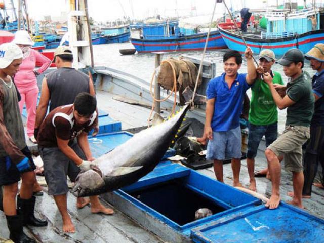 Thị trường - Tiêu dùng - Cá ngừ Việt 37 triệu, cá ngừ Nhật 70 tỷ, không nỗ lực mất thị trường