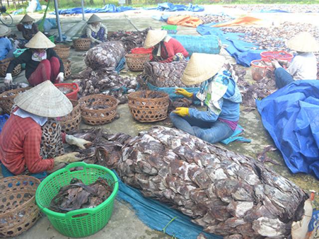 Thị trường - Tiêu dùng - Quảng Nam "kêu cứu" Chính phủ giúp tiêu thụ hàng nghìn tấn mực khô