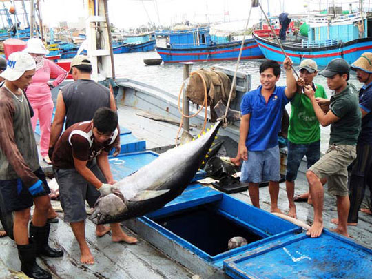 Cá ngừ Việt 37 triệu, cá ngừ Nhật 70 tỷ, không nỗ lực mất thị trường - 1