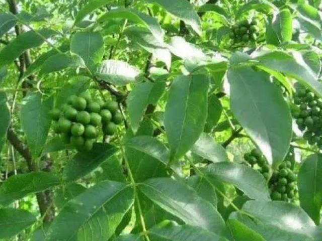 Thị trường - Tiêu dùng - Tên lạ hoắc, gặp nước là phồng lên, loại quả này có gì đặc biệt?