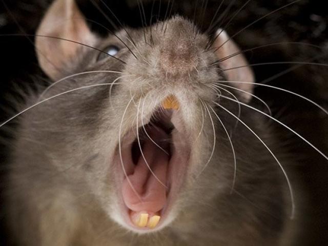 Phi thường - kỳ quặc - Bị chuột cắn một nhát, người phụ nữ sốt cao rồi tử vong