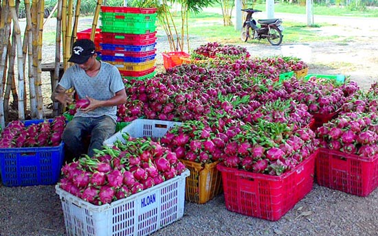 Trung Quốc giảm mua, giá thanh long, mít Thái, sầu riêng rớt sâu - 1