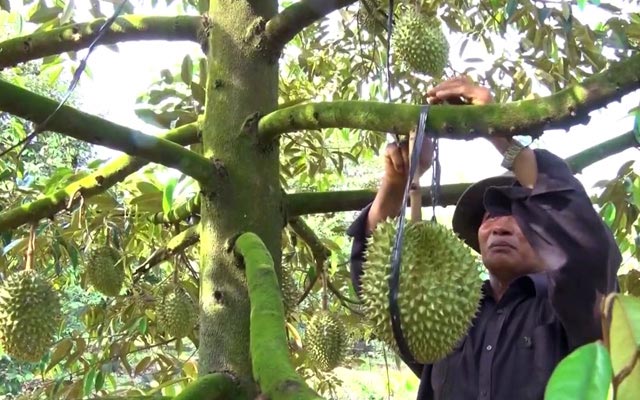 Trung Quốc giảm mua, giá thanh long, mít Thái, sầu riêng rớt sâu - 2