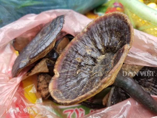 Đặc sản xứ Lạng: Rùa đá nhốt rọ, quả lạ vàng rực, rết độc nhốt chai - 6