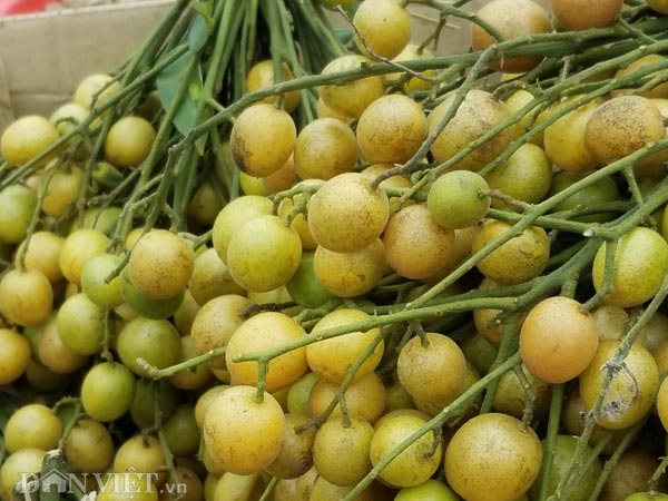 Đặc sản xứ Lạng: Rùa đá nhốt rọ, quả lạ vàng rực, rết độc nhốt chai - 13