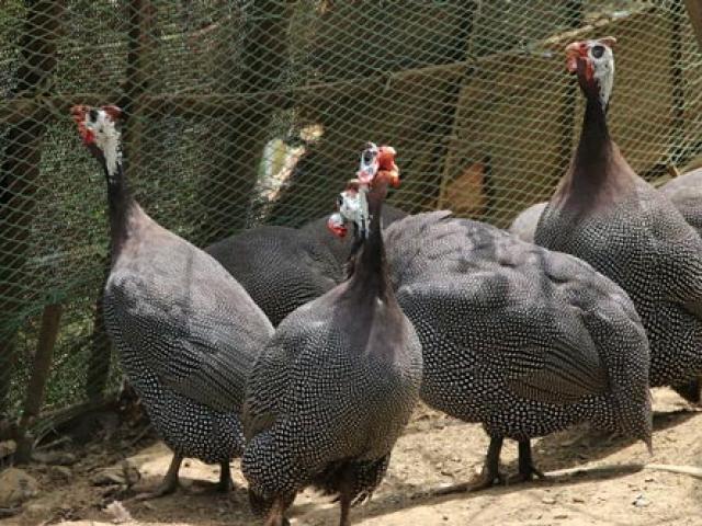 Thị trường - Tiêu dùng - Nuôi loài gà chỉ sợ kêu điếc tai chứ đầu ra không phải "đau đầu"