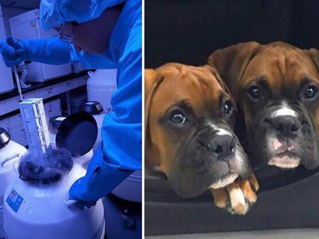 Thế giới - Dùng nước tiểu của chó để tạo ra một... chú chó sống