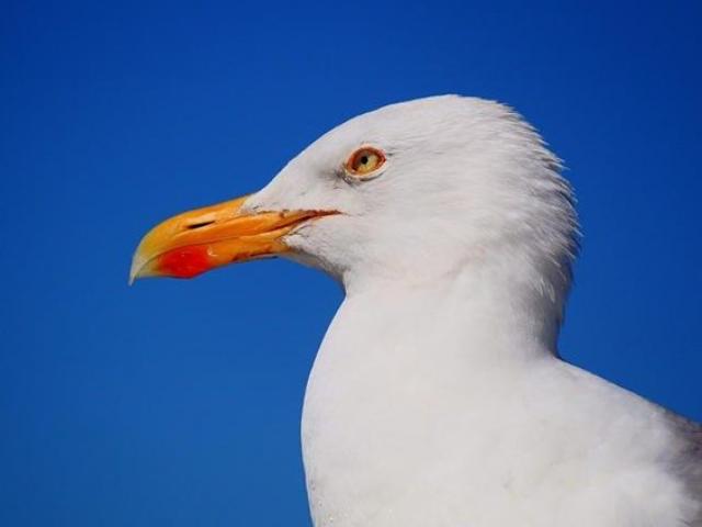 Phi thường - kỳ quặc - Cặp vợ chồng già bị bầy hải âu 'bắt làm con tin' 6 ngày