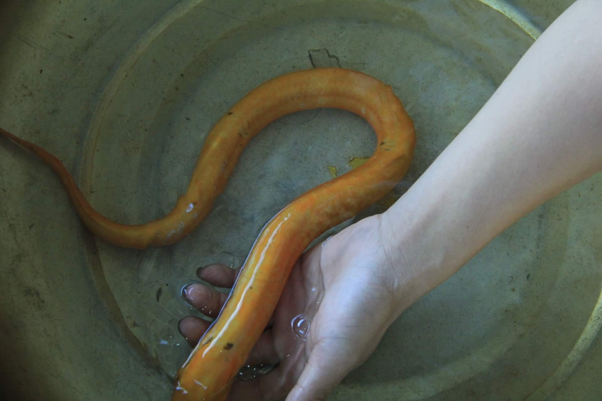Nông dân bắt được lươn vàng hiếm gặp, được trả giá 10 triệu đồng - 1
