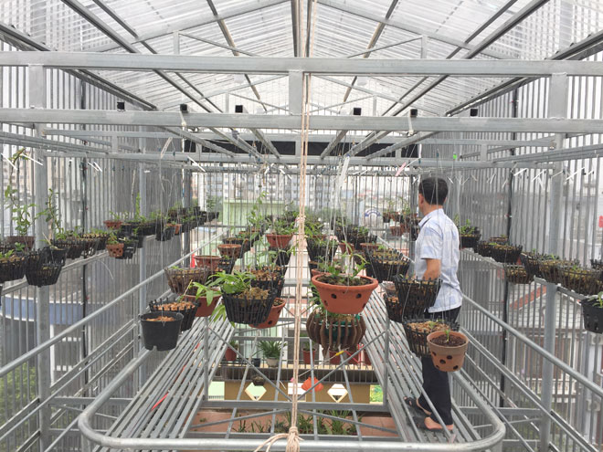 Chủ giò lan chục tỷ “Người đẹp Bình Dương” tiết lộ cách chăm sóc, bảo vệ cây - 1