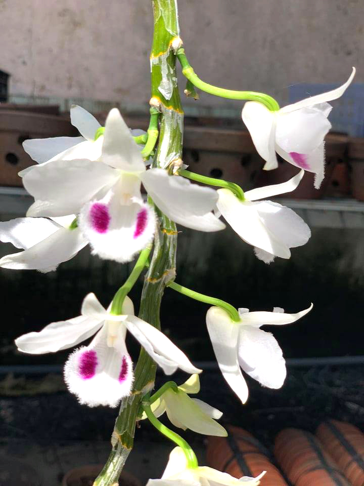 Chủ giò lan chục tỷ “Người đẹp Bình Dương” tiết lộ cách chăm sóc, bảo vệ cây - 4