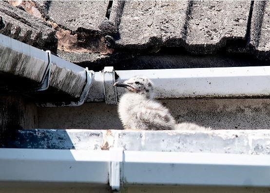 Cặp vợ chồng già bị bầy hải âu 'bắt làm con tin' 6 ngày - 3