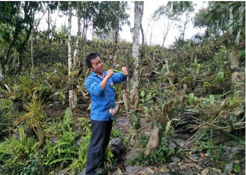 Chuyện lạ Lào Cai: Trai Mông vào rừng trồng bạt ngàn lan quý - 1