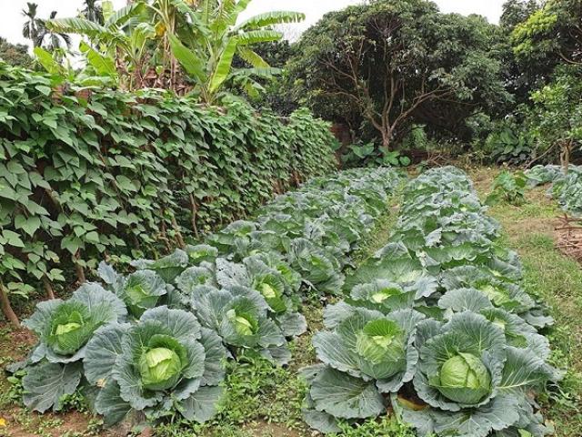Kinh doanh - Về quê tránh dịch, mẹ bỉm sữa vẫn thu nhập đều nhờ bán "đồ nhà quê"