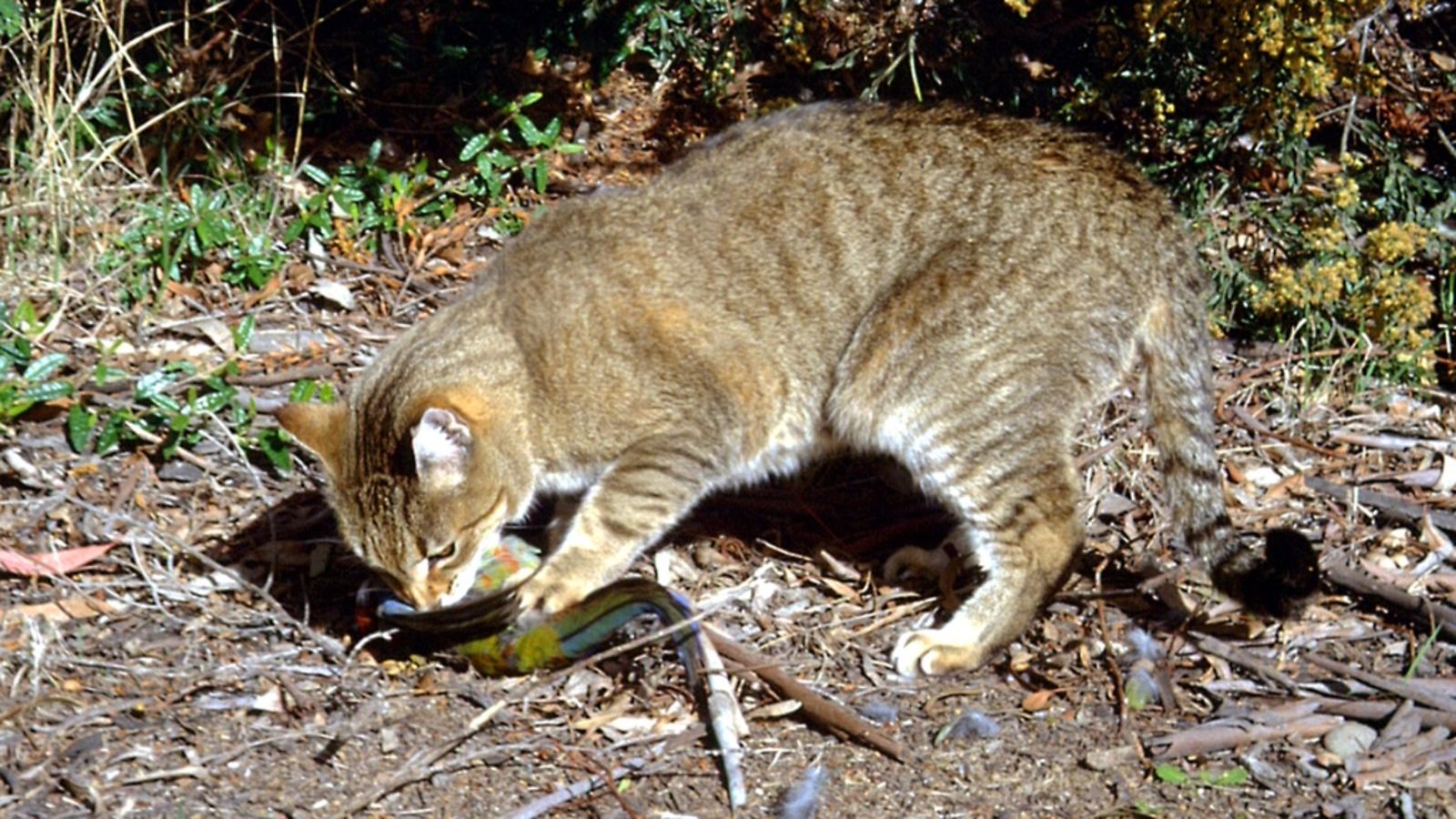 Mèo là loại động vật dễ lây Covid-19 cho đồng loại của chúng (ảnh: BBC)