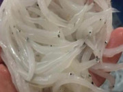 Thị trường - Tiêu dùng - Loài nhìn y hệt sợi bún, cứ đến mùa là khiến người tiêu dùng phát sốt
