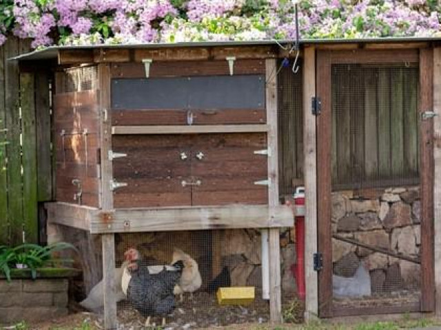 Thị trường - Tiêu dùng - Úc: Gà giống đột nhiên hiếm như giấy vệ sinh trong đại dịch Covid-19