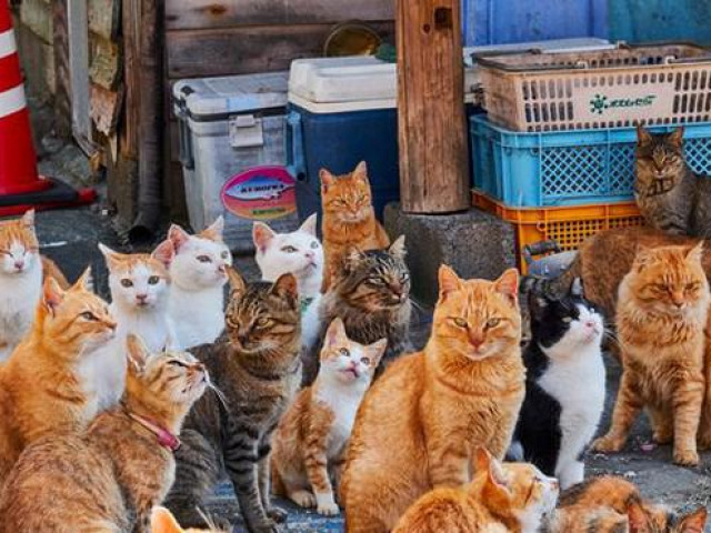 Du lịch - 10 điểm đến mà tất cả những người yêu mèo muốn 'xách ba lô lên và đi' ngay lập tức