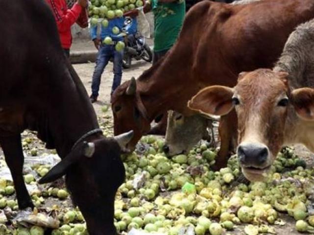 Thị trường - Tiêu dùng - Bất lực trước Covid-19, nông dân cho bò ăn dâu tây, rau, đổ cà chua xuống hồ