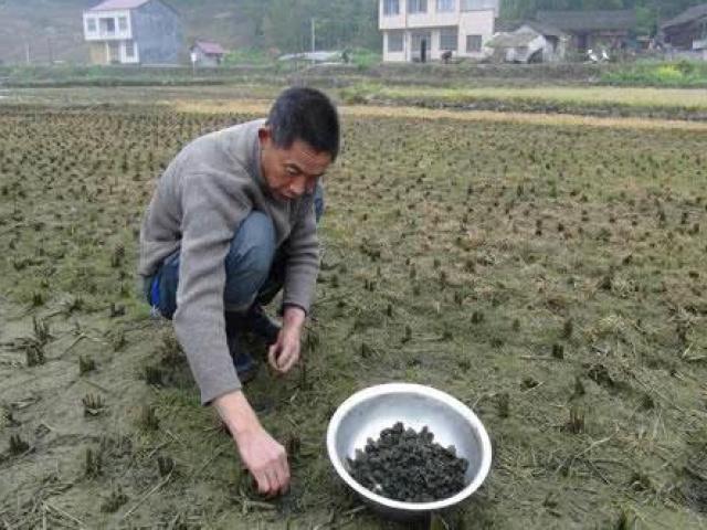 Ẩm thực - Người TQ lúi húi nhặt thứ này trong ruộng lúa, nhìn đen xì khó coi nhưng ăn lại ngon bất ngờ