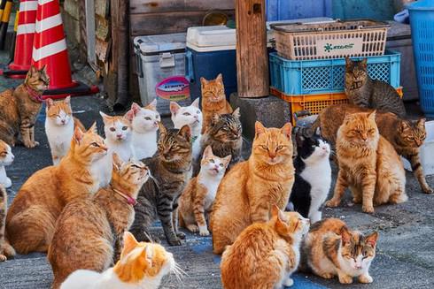 Đảo mèo Aoshima, Nhật Bản Hòn đảo lớn thứ tư của Nhật Bản có được biệt danh "Đảo mèo" vì là nơi sinh sống của hàng trăm con mèo. Nhiều năm trước đây, người ta đưa một số cá thể mèo đến đảo để đối phó với loài gặm nhấm nhưng số lượng của chúng nhanh chóng gia tăng và lan rộng.