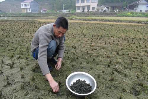 Người TQ lúi húi nhặt thứ này trong ruộng lúa, nhìn đen xì khó coi nhưng ăn lại ngon bất ngờ - 1