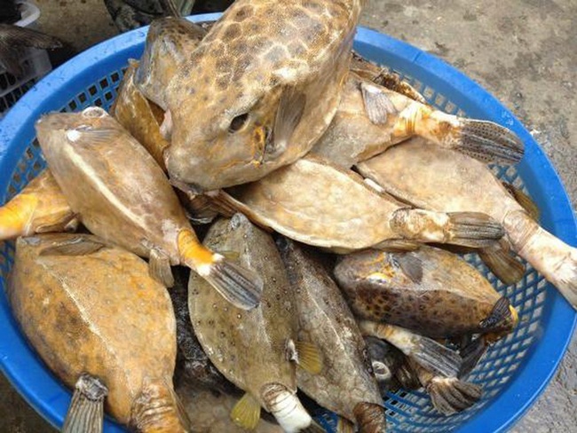 Hình dáng bên ngoài khá đặc biệt và không mấy đẹp mắt. Chúng không có thân dẹt như các loại khác mà có hình như chiếc hộp. 
