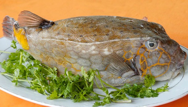 Đây là cá bò hòm, nghe tên chẳng mấy hấp dẫn như vậy nhưng chúng là loài hải sản thơm ngon được ưa thích.