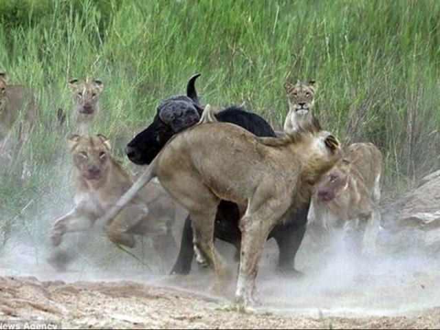 Cả bầy sư tử nín thở vì bất ngờ săn phải ”trâu điên”