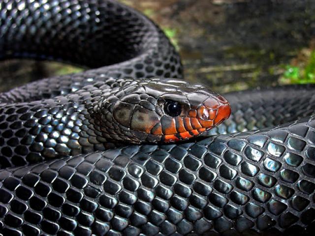 Media - Giao chiến kịch liệt, rắn chàm phương Đông "đoạt mạng" trăn gấm trong tích tắc