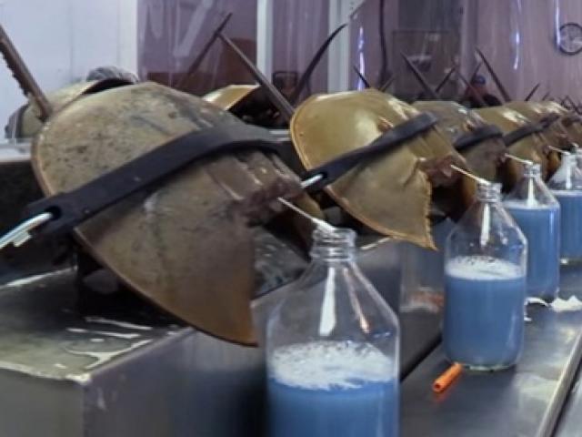 Thị trường - Tiêu dùng - Loài lạ con đực và con cái không chịu rời nhau, máu đắt đỏ gần nửa tỷ đồng