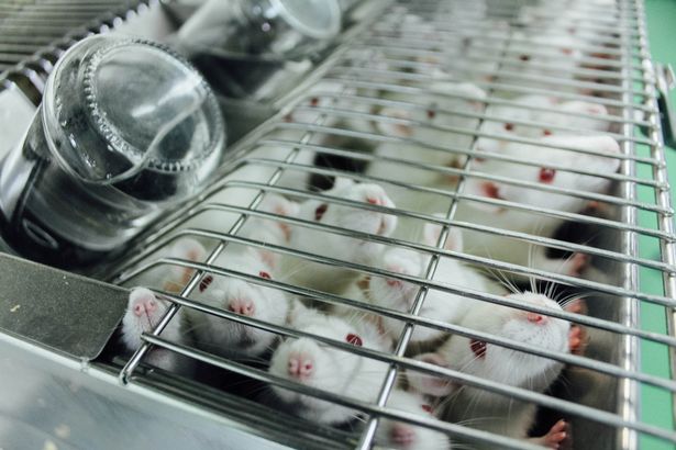 Loại thuốc được thử nghiệm thành công trên chuột và sẽ sớm được thử nghiệm lâm sàng ở người.