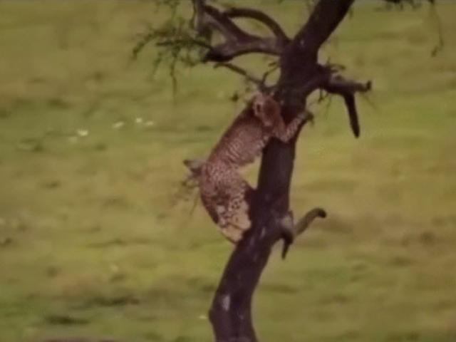 Media - Cảnh tượng kỳ lạ: Linh cẩu đuổi báo đốm lên tận ngọn cây