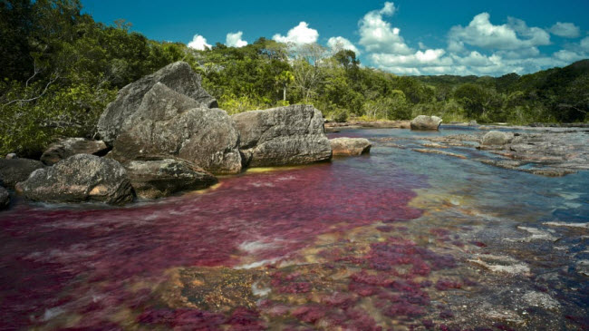 Sông Cano Cristales, Colombia: Thường được biết với tên gọi “sông Ngũ sắc”, nước dưới sông Cano Cristales chuyển sang những màu sắc tươi sáng vào thời gian giữa mùa mưa và mùa khô ở Colombia.

