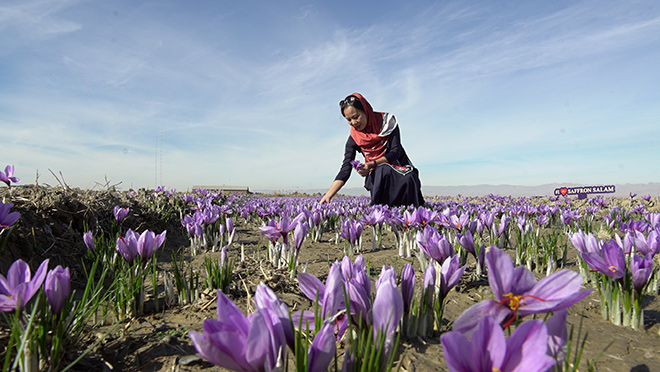 Chị Vũ Thanh Hòa - CEO Saffron VIETNAM thu hoạch saffron tại Mashhad, Iran