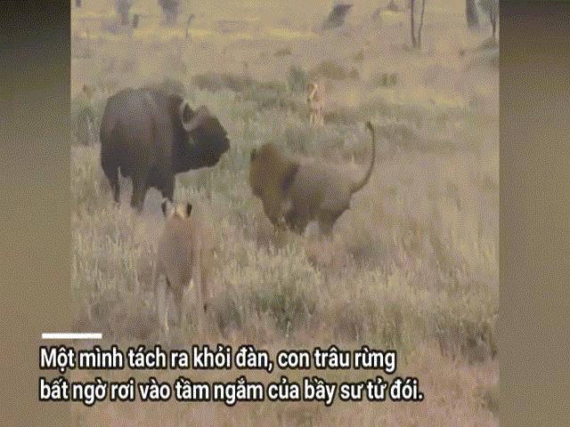 Phi thường - kỳ quặc - Video: Trâu rừng dũng mãnh một mình "cân" cả bầy sư tử đói và cái kết bất ngờ