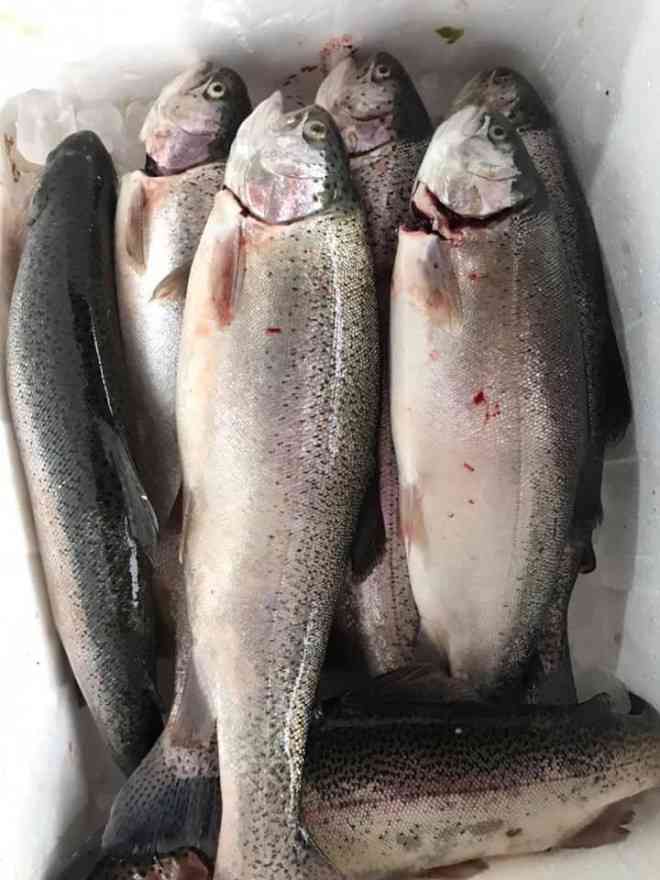 Cá hồi Sa Pa giảm giá chỉ còn 150.000-170.000 đồng/kg