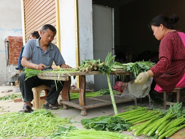 Ngày nay, rau sau khi thu hoạch được sấy khô, trung bình 5-7 rau tươi thu được 1kg rau khô.