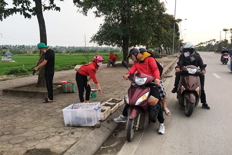 Tôm hùm xanh giá rẻ bán đầy vỉa hè Hà Nội, người dân hiếu kỳ tranh nhau mua - 1